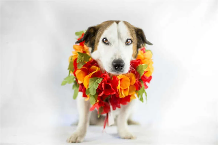 Mercedes' Revolutionary Car Audio: Studio-Quality Sound on Wheels